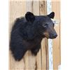 Image 4 : Juvenile Black Bear Shoulder Mount Taxidermy
