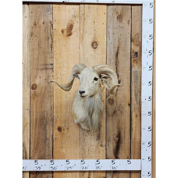 Texas Dall Cross Ram Sheep Shoulder Mount Taxidermy