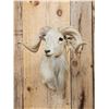Image 2 : Texas Dall Cross Ram Sheep Shoulder Mount Taxidermy