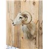 Image 3 : Texas Dall Cross Ram Sheep Shoulder Mount Taxidermy