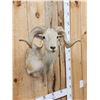 Image 4 : Texas Dall Cross Ram Sheep Shoulder Mount Taxidermy