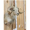 Image 5 : Texas Dall Cross Ram Sheep Shoulder Mount Taxidermy