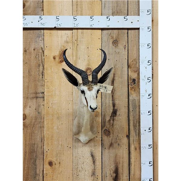 African Springbok Shoulder Mount Taxidermy