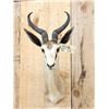 Image 2 : African Springbok Shoulder Mount Taxidermy