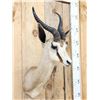Image 3 : African Springbok Shoulder Mount Taxidermy