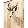 Image 4 : African Springbok Shoulder Mount Taxidermy