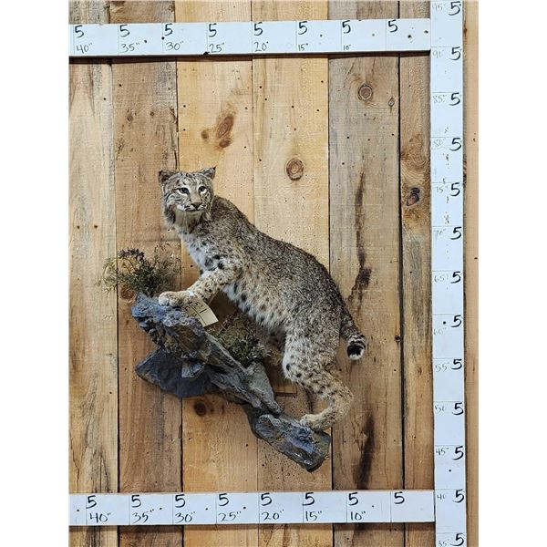 Bobcat Full Body Taxidermy Mount