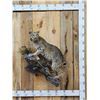 Image 1 : Bobcat Full Body Taxidermy Mount