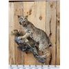 Image 2 : Bobcat Full Body Taxidermy Mount
