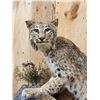 Image 3 : Bobcat Full Body Taxidermy Mount