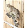 Image 5 : Bobcat Full Body Taxidermy Mount