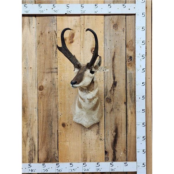 Record Book Pronghorn Antelope Shoulder Mount Taxidermy