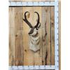 Image 1 : Record Book Pronghorn Antelope Shoulder Mount Taxidermy