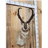 Image 2 : Record Book Pronghorn Antelope Shoulder Mount Taxidermy
