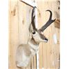 Image 3 : Record Book Pronghorn Antelope Shoulder Mount Taxidermy