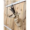 Image 4 : Record Book Pronghorn Antelope Shoulder Mount Taxidermy