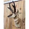 Image 5 : Record Book Pronghorn Antelope Shoulder Mount Taxidermy