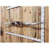 Image 2 : 89" Wide Set Of Texas Longhorns Taxidermy