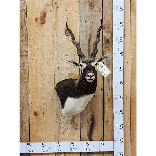 Indian Black Buck Shoulder Mount Taxidermy