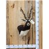 Image 1 : Indian Black Buck Shoulder Mount Taxidermy
