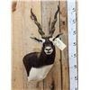 Image 2 : Indian Black Buck Shoulder Mount Taxidermy