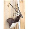 Image 3 : Indian Black Buck Shoulder Mount Taxidermy