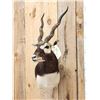 Image 4 : Indian Black Buck Shoulder Mount Taxidermy