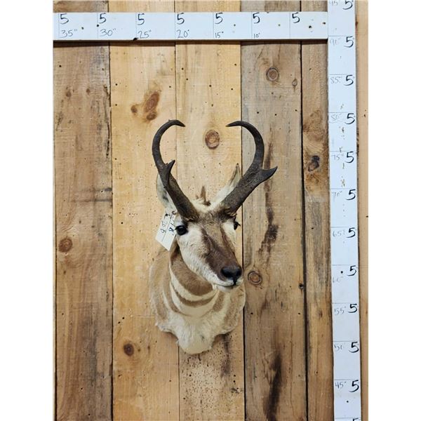 Pronghorn Antelope Shoulder Mount Taxidermy