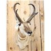 Image 2 : Pronghorn Antelope Shoulder Mount Taxidermy