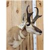 Image 3 : Pronghorn Antelope Shoulder Mount Taxidermy