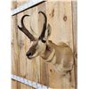 Image 4 : Pronghorn Antelope Shoulder Mount Taxidermy