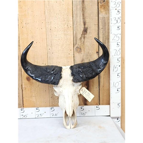 West African Savanna Buffalo Skull Taxidermy