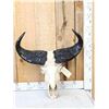 Image 1 : West African Savanna Buffalo Skull Taxidermy