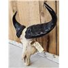 Image 2 : West African Savanna Buffalo Skull Taxidermy