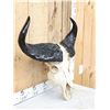 Image 3 : West African Savanna Buffalo Skull Taxidermy