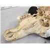 Image 4 : West African Savanna Buffalo Skull Taxidermy