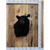 Image 1 : Black Bear Shoulder Mount Taxidermy