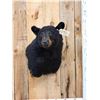 Image 2 : Black Bear Shoulder Mount Taxidermy