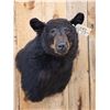 Image 3 : Black Bear Shoulder Mount Taxidermy
