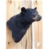 Image 4 : Black Bear Shoulder Mount Taxidermy