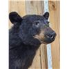 Image 5 : Black Bear Shoulder Mount Taxidermy