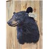 Image 6 : Black Bear Shoulder Mount Taxidermy