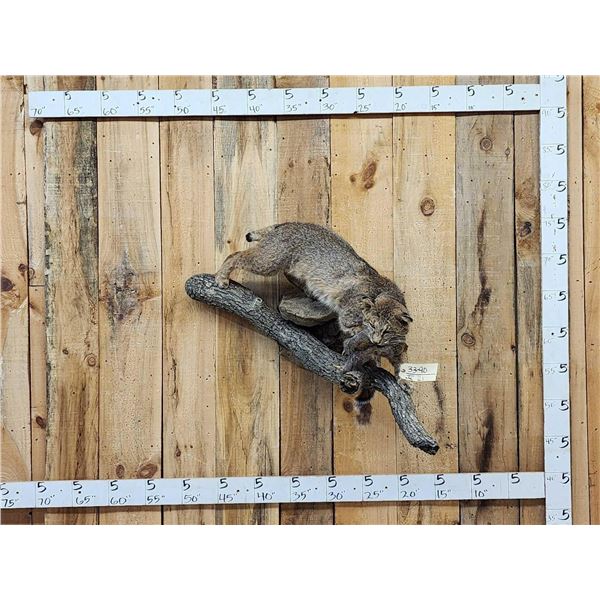 Bobcat With Squirrel Full Body Taxidermy Mount