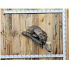Image 1 : Bobcat With Squirrel Full Body Taxidermy Mount