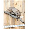 Image 2 : Bobcat With Squirrel Full Body Taxidermy Mount