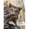 Image 3 : Bobcat With Squirrel Full Body Taxidermy Mount