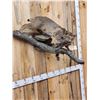 Image 4 : Bobcat With Squirrel Full Body Taxidermy Mount