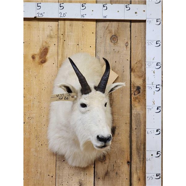 Mountain Goat Shoulder Mount Taxidermy