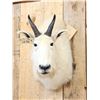 Image 2 : Mountain Goat Shoulder Mount Taxidermy