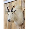 Image 3 : Mountain Goat Shoulder Mount Taxidermy